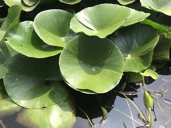 睡蓮 睡蓮