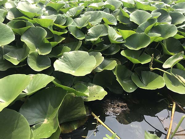 睡蓮 睡蓮