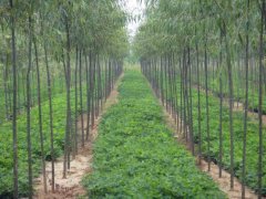 「竹柳樹」最新竹柳樹_價格_圖片_產(chǎn)地報價表