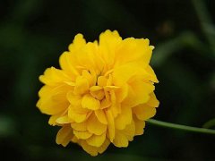 重瓣棣棠價(jià)格哪里便宜？產(chǎn)地在哪里？