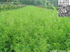 2016下半年最新桃樹多少錢一棵？