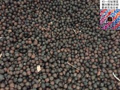 2020下半年最新欒樹籽多少錢一斤？