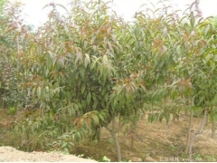 哪里有碧桃樹出售，最常用的規格多少錢一棵能