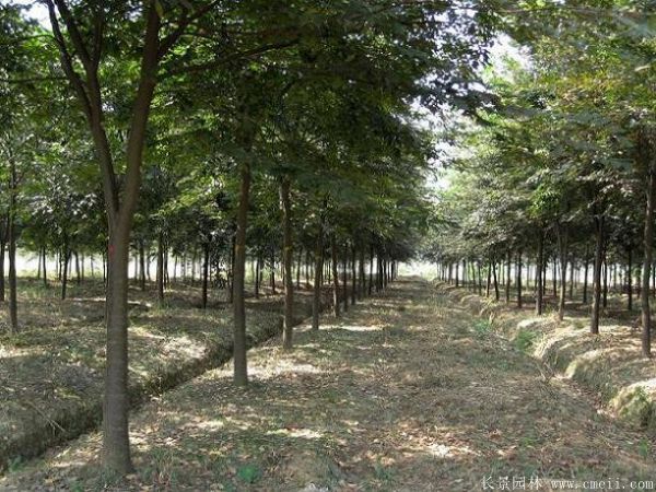 櫸樹圖片櫸樹基地實拍 櫸樹圖片櫸樹基地實拍
