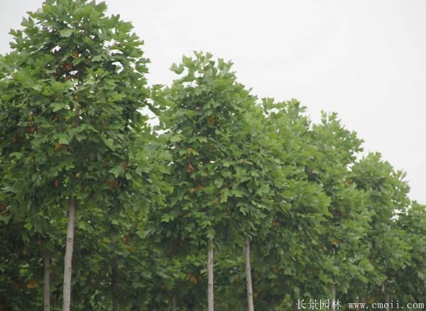 鵝掌楸基地鵝掌楸圖片 鵝掌楸基地鵝掌楸圖片