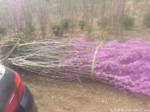 叢生紫荊樹圖片基地實拍 叢生紫荊樹圖片基地實拍