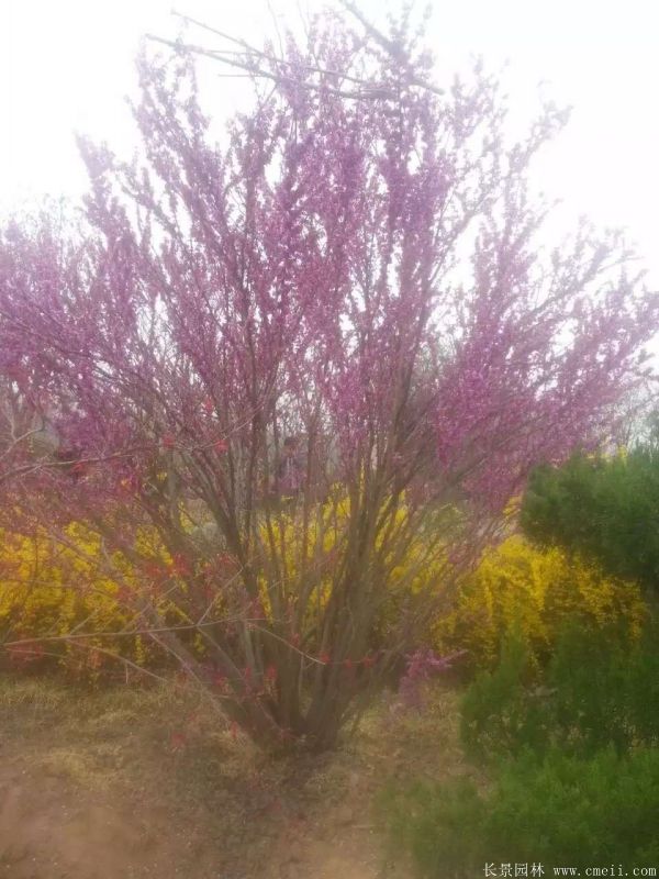 叢生紫荊樹圖片基地實拍 叢生紫荊樹圖片基地實拍