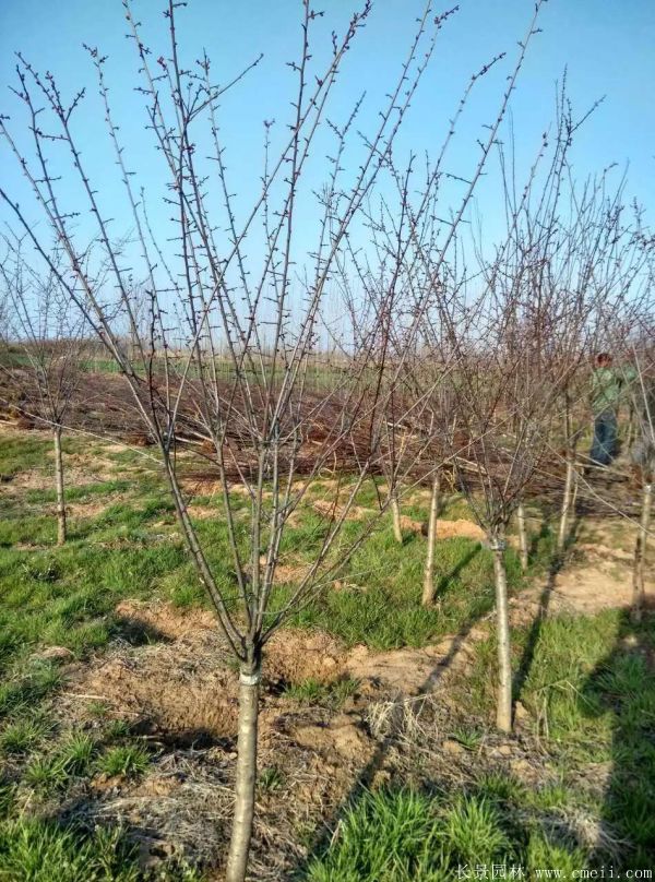 美人梅圖片基地實拍