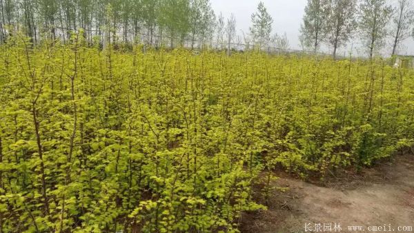 金葉水杉圖片基地實拍