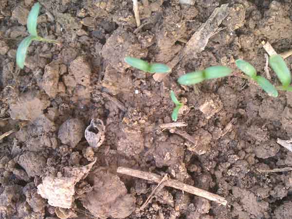 連翹種子發芽圖片 連翹種子發芽圖片