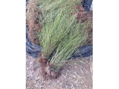 棣棠球價(jià)格是怎么計(jì)算的，多少錢一棵？