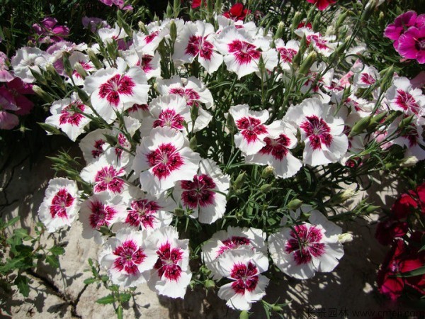 五彩石竹種子圖片