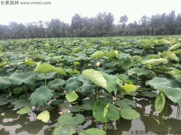 荷花苗價格多少錢一棵