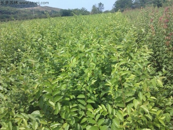 櫸樹種子發芽出苗圖片 櫸樹種子發芽出苗圖片