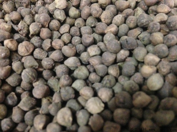 櫸樹種子圖片 櫸樹種子圖片