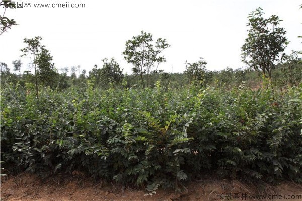 櫸樹種子發芽出苗圖片 櫸樹種子發芽出苗圖片