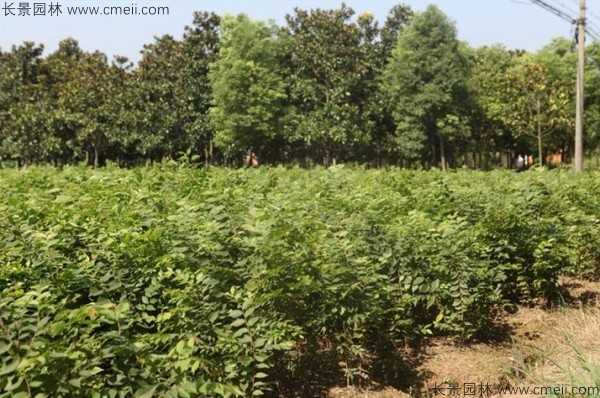 櫸樹種子發芽出苗圖片 櫸樹種子發芽出苗圖片