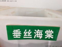 「垂絲海棠種子」最新垂絲海棠種子_價格_圖片