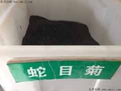 「蛇目菊種子」最新蛇目菊種子_價格_圖片_種植