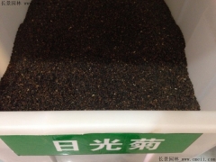 「日光菊種子」最新日光菊種子_價格_圖片_種植