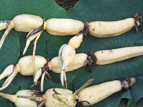 荷花苗種藕蓮藕苗 荷花苗種藕蓮藕苗