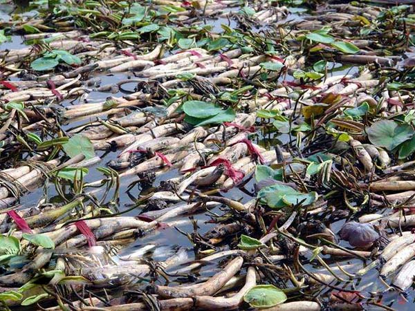 荷花苗種藕蓮藕苗 荷花苗種藕蓮藕苗