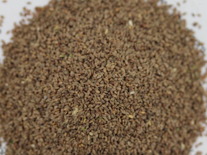 脫殼狗牙根種子 脫殼狗牙根種子