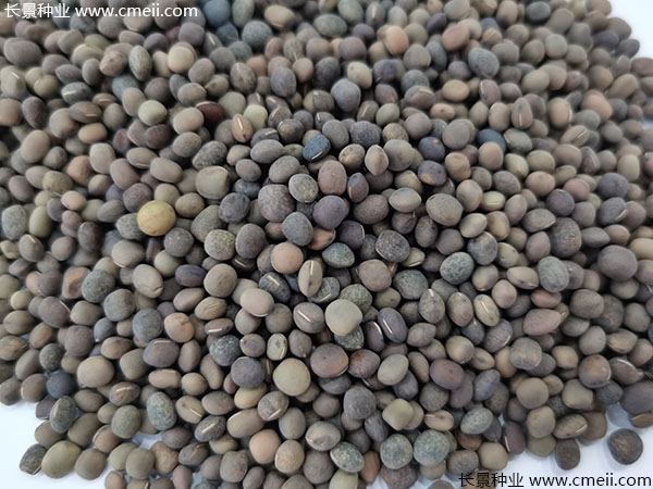 箭筈豌豆種子實拍圖片 箭筈豌豆種子實拍圖片