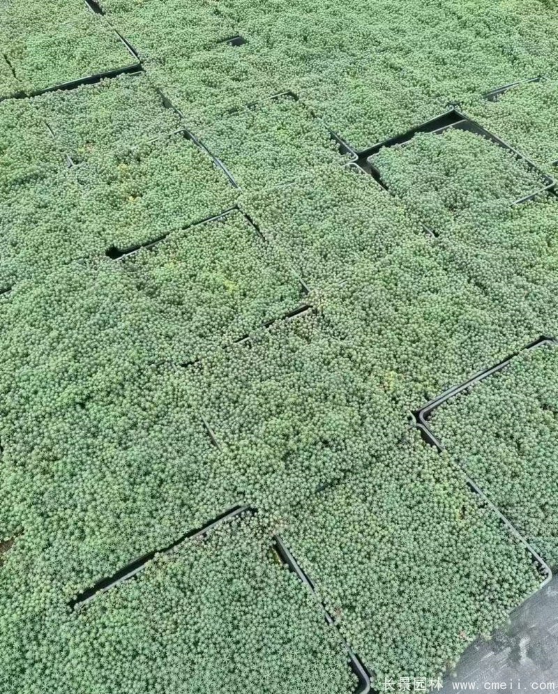 中華景天托盤苗 中華景天托盤苗